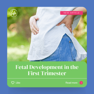 Fetal Development in the First Trimester - When Does Life Begin?