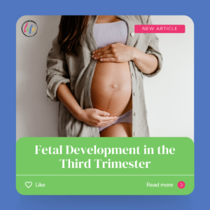 Fetal Development in the Third Trimester - When Does Life Begin?